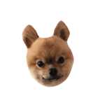 shiba pome LOVE（個別スタンプ：7）