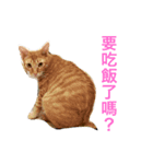 Curry ＆ Toast（個別スタンプ：1）