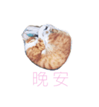 Curry ＆ Toast（個別スタンプ：2）