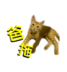 Curry ＆ Toast（個別スタンプ：7）