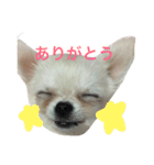 ぽぽたんのスタンプです。（個別スタンプ：1）