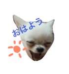 ぽぽたんのスタンプです。（個別スタンプ：8）