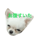 ぽぽたんのスタンプです。（個別スタンプ：13）