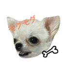 ぽぽたんのスタンプです。（個別スタンプ：14）
