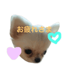 ぽぽたんのスタンプです。（個別スタンプ：15）