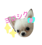 ぽぽたんのスタンプです。（個別スタンプ：16）