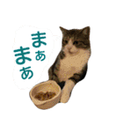 猫舌にゃんずニャン友達3（個別スタンプ：3）