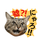 猫舌にゃんずニャン友達3（個別スタンプ：22）