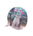 motoneko（個別スタンプ：1）