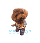 もこもこ日記 トイプードル♂もこちゃん（個別スタンプ：5）