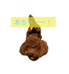 もこもこ日記 トイプードル♂もこちゃん（個別スタンプ：6）