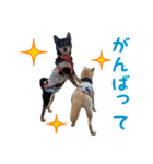 黒柴奏＆白柴蓮奏（個別スタンプ：17）