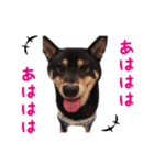 黒柴奏＆白柴蓮奏（個別スタンプ：23）