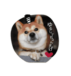 柴犬こてまる（個別スタンプ：17）