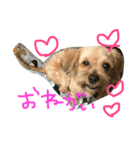 ゆかいな仲間達＋ペット（個別スタンプ：15）
