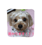 アンジュの日常〈敬語編〉（個別スタンプ：6）