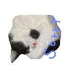 agohige  neko2（個別スタンプ：4）