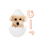 teamヒヨコ犬（個別スタンプ：3）