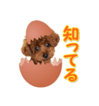 teamヒヨコ犬（個別スタンプ：4）
