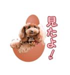 teamヒヨコ犬（個別スタンプ：5）