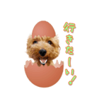 teamヒヨコ犬（個別スタンプ：7）
