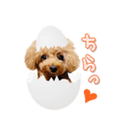 teamヒヨコ犬（個別スタンプ：8）