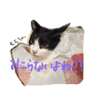 ねこずスタンプ（個別スタンプ：10）