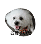 petstamp2（個別スタンプ：2）