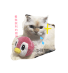 Js cats（個別スタンプ：7）