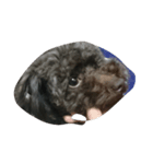 toy_poo（個別スタンプ：6）