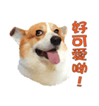 Corgi MaGi House-Love（個別スタンプ：13）