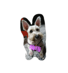 tweety's dog（個別スタンプ：1）