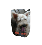 tweety's dog（個別スタンプ：2）
