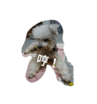 tweety's dog（個別スタンプ：3）