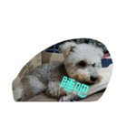 tweety's dog（個別スタンプ：4）