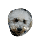 tweety's dog（個別スタンプ：5）