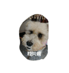 tweety's dog（個別スタンプ：6）