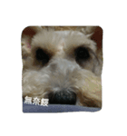 tweety's dog（個別スタンプ：9）