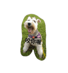 tweety's dog（個別スタンプ：11）