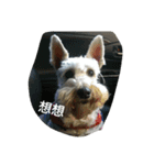 tweety's dog（個別スタンプ：12）