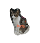 tweety's dog（個別スタンプ：14）