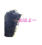 くろーい犬 /日常（個別スタンプ：1）