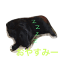 くろーい犬 /日常（個別スタンプ：2）