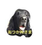 くろーい犬 /日常（個別スタンプ：4）