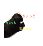 くろーい犬 /日常（個別スタンプ：6）