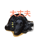 くろーい犬 /日常（個別スタンプ：9）
