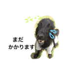 くろーい犬 /日常（個別スタンプ：14）