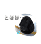 くろーい犬 /日常（個別スタンプ：16）