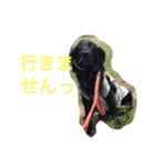 くろーい犬 /日常（個別スタンプ：17）
