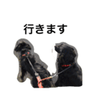 くろーい犬 /日常（個別スタンプ：19）